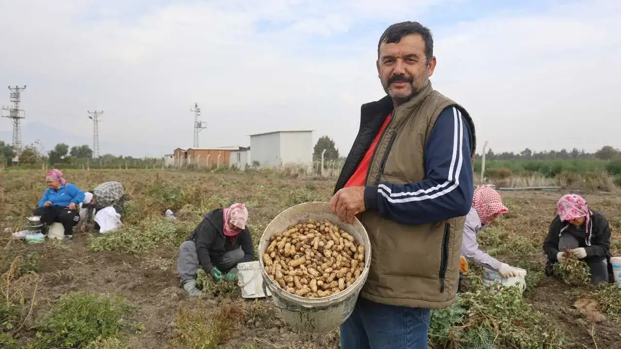 Hatay’da Yer Fıstığı Rekoltesi Yarı Yarıya Düşünce Fiyatlar Uçtu! 1